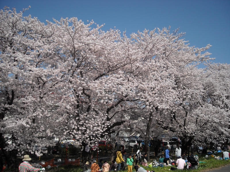 54. 熊谷の荒川堤の桜