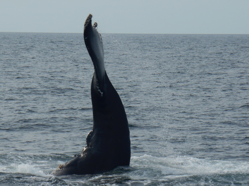 76. 海面に出るザトウクジラ (R.H)