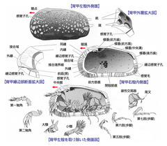 貝形虫類の体制