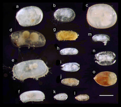 沖縄本島・瀬底より産出した間隙性貝形虫類の光学顕微鏡写真