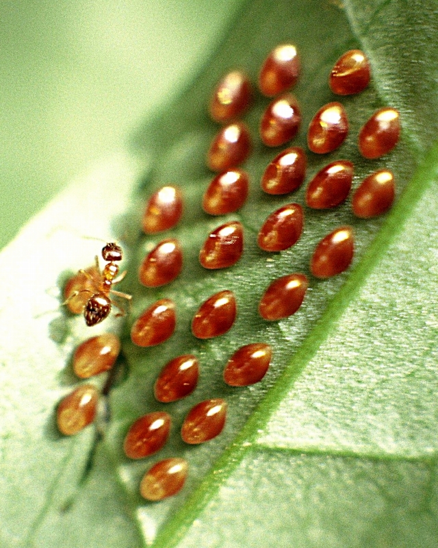 40. ホオズキカメムシの卵を見つけた蟻