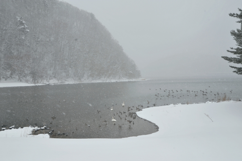 47. 凍えるような湖と白鳥