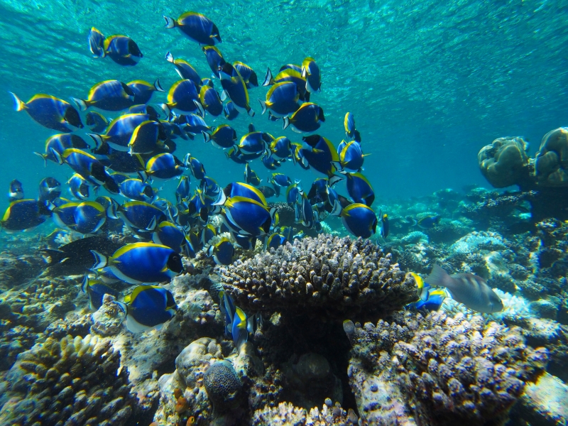 17. 珊瑚に群れるパウダーブルー