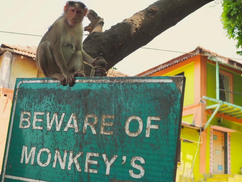 63. Be Aware Of Monkeys!