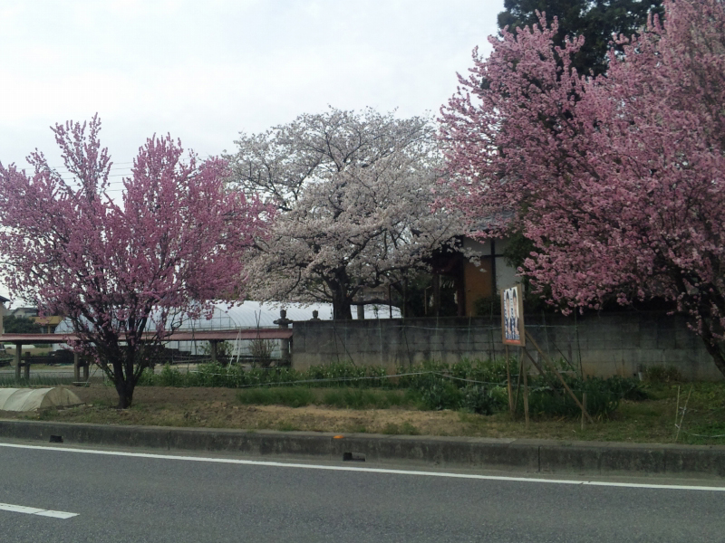 128. 鎮守の桜