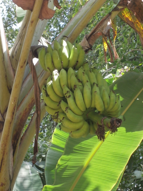 45. のびのびと育つバナナ達