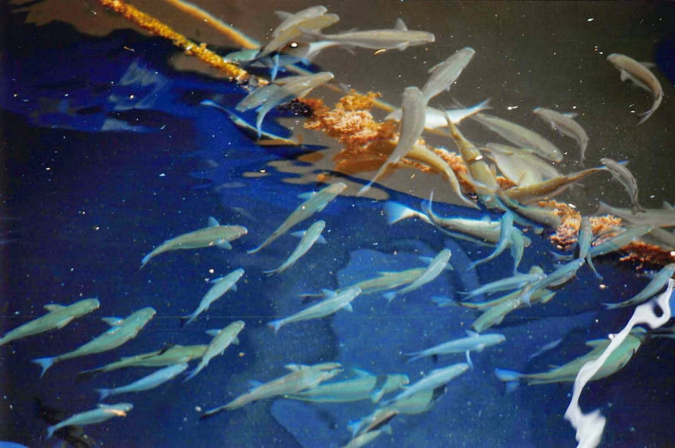 12. アドリア海に住む魚