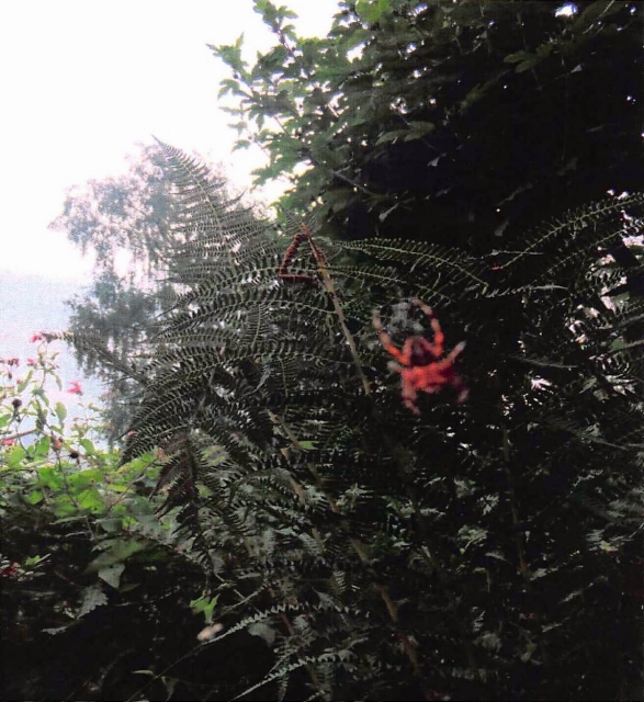 35. 孤独の蜘蛛