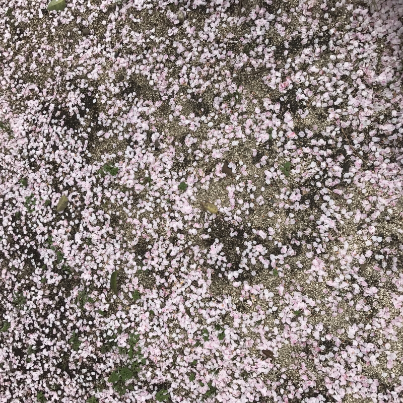 a25. 桜色の絨毯 (A.T)