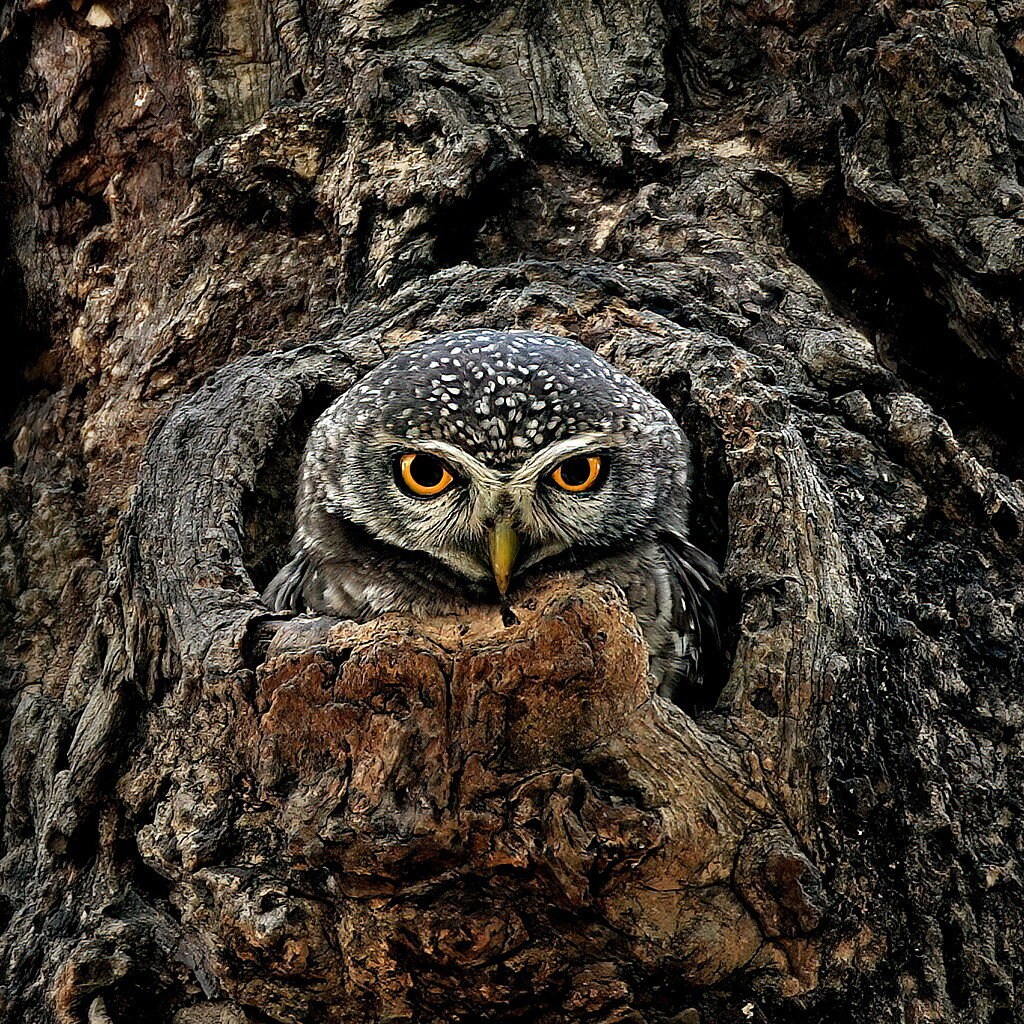 最優秀賞 No. 63「瞳」