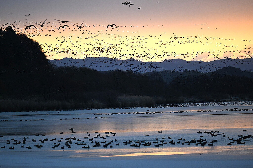 優秀賞 No. 66「伊豆沼の朝」