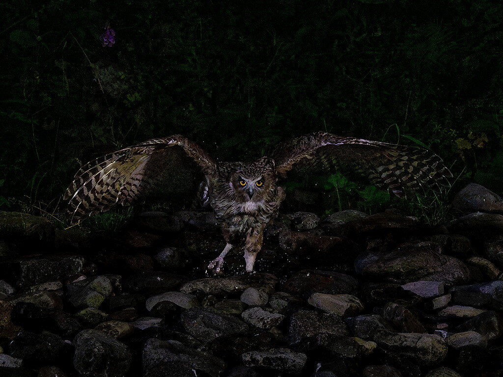佳作 No. 16「知床の守り神」