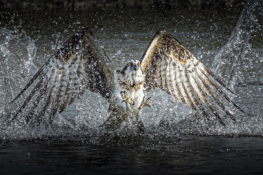 佳作 No. 71「躍動」